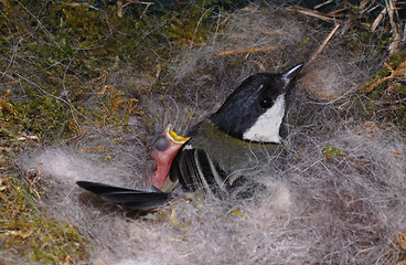 Image showing titmouse on nest