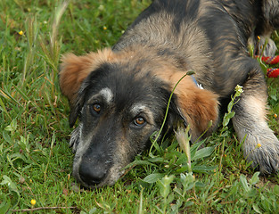 Image showing puppy border collie