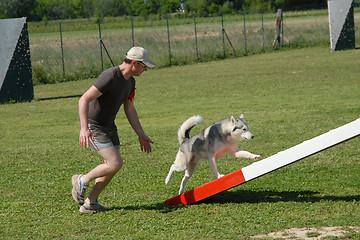 Image showing man and husky in agilty