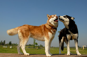 Image showing huskies