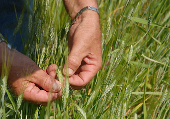 Image showing Hand Examining The Wheat