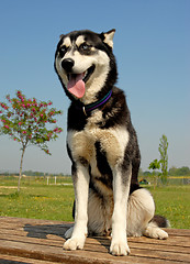 Image showing puppy siberian husky