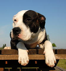 Image showing american staffordshire terrier