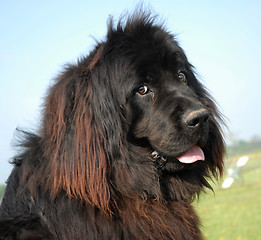 Image showing newfoundland dog