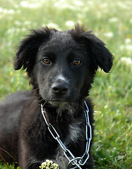 Image showing puppy border collie