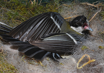 Image showing titmouse on nest