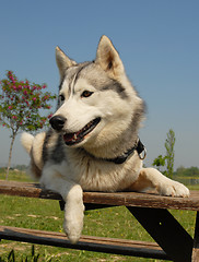 Image showing siberian husky