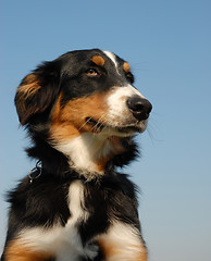 Image showing australian shepherd