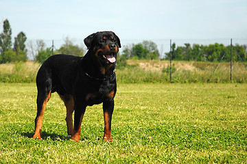 Image showing rottweiler