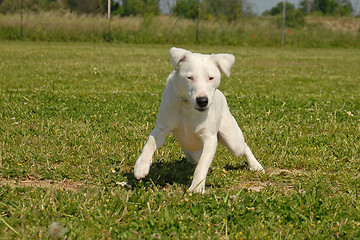 Image showing jack russel terrier