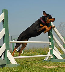 Image showing rottweiler in agility