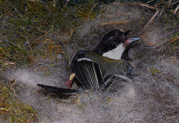 Image showing titmouse on nest
