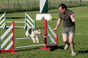 Image showing man and fox terrier in agility