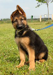 Image showing puppy german shepherd