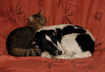 Image showing sleeping dog and cat