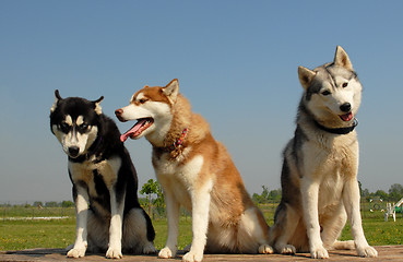 Image showing huskies