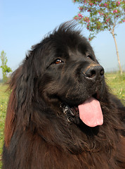 Image showing newfoundland dog