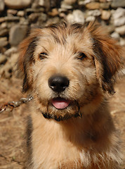 Image showing pyrenean sheepdog