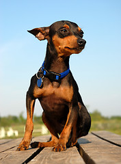 Image showing miniature pinscher