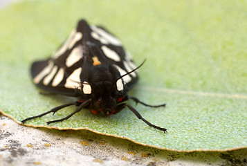 Image showing callimorpha dominula