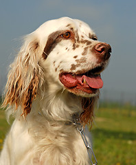 Image showing english setter