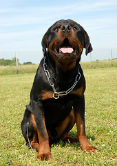 Image showing rottweiler