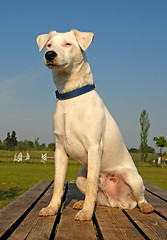 Image showing jack russel terrier