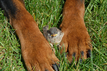 Image showing sparrow in paw