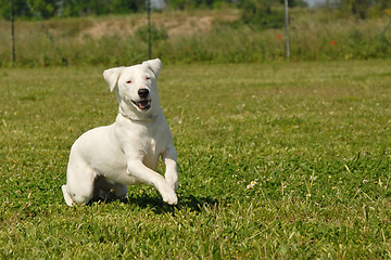 Image showing jack russel terrier