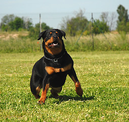 Image showing rottweiler