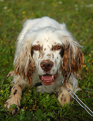 Image showing english setter