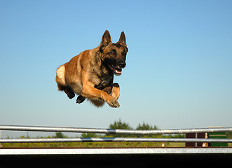 Image showing jumping malinois