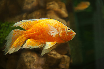 Image showing Golden fish in aquarium