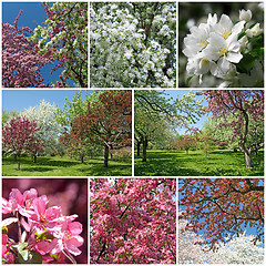 Image showing Blooming garden in spring