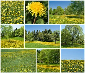 Image showing Blooming dandelions in spring garden