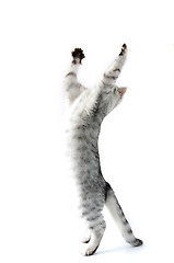 Image showing fuul length portrait of jumping silver kitten cat 