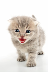 Image showing folded ear Scottish tabby  kitten