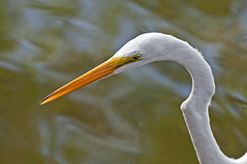 Image showing Great Egret bird.