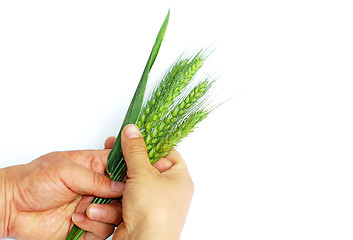 Image showing Wheat ears in hands