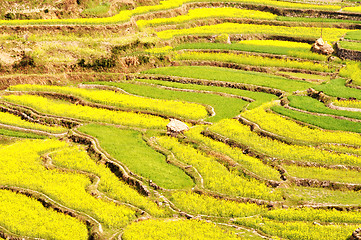 Image showing Rapeseed fields