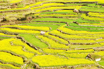 Image showing Rapeseed fields