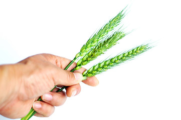 Image showing Wheat ears in hand