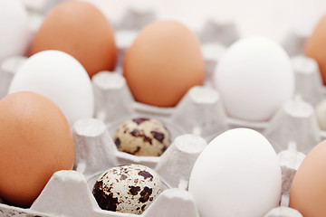 Image showing eggs