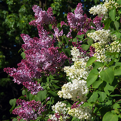 Image showing Purple and White Lilac