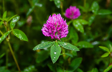 Image showing pink clover (trifolium pratense)