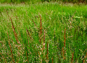 Image showing green grass