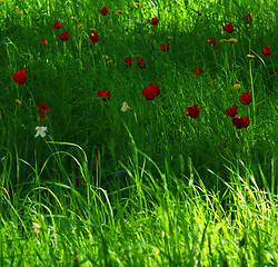 Image showing Green Grass Red Tulips