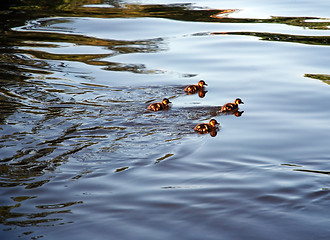 Image showing Four Ducklings