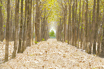 Image showing Pathway in the forest full of fallen dried leaves.  Road to a be