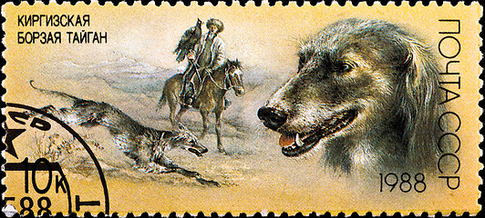 Image showing postage stamp shows kyrgyz greyhound